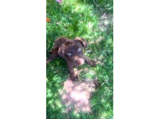 Chien labrador