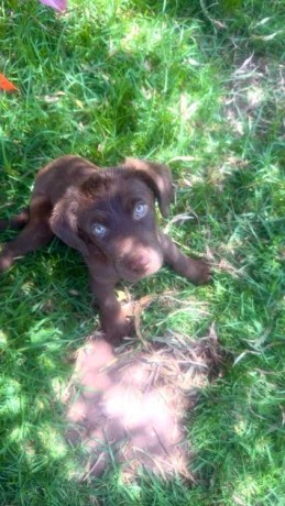 chien-labrador-big-0