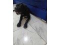cane-corsso-noir-small-0