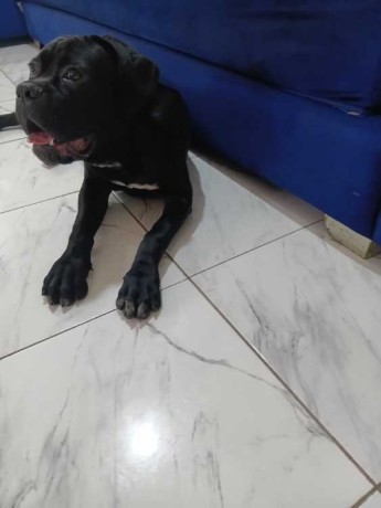 cane-corsso-noir-big-0