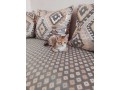 chat-croise-small-0