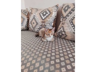 Chat croisé