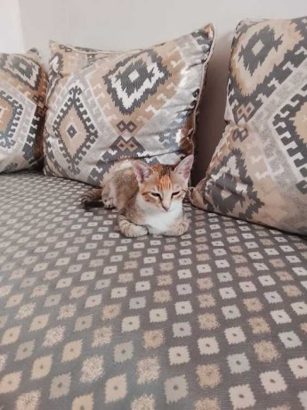 chat-croise-big-0