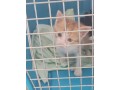 chaton-orange-1-mois-small-0