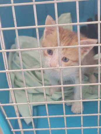 chaton-orange-1-mois-big-0