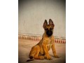 chiot-berger-allemand-x-malinois-3-mois-small-0