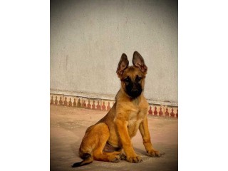 Chiot Berger Allemand x Malinois – 3 mois