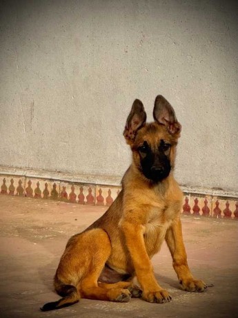 chiot-berger-allemand-x-malinois-3-mois-big-0