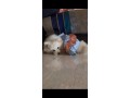 a-vendre-spitz-nain-pomeranien-fer-9-mois-small-0