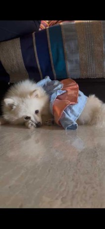 a-vendre-spitz-nain-pomeranien-fer-9-mois-big-0