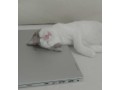chat-siamois-mixte-small-0