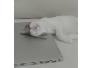 Chat siamois mixte