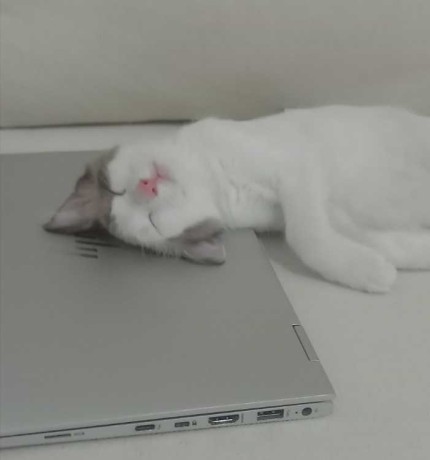 chat-siamois-mixte-big-0