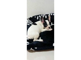 Bouledogue français femelle