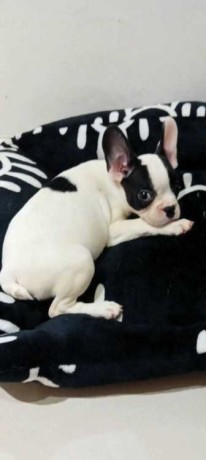 bouledogue-francais-femelle-big-0